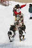 Iditarod 2008 : 