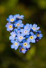 Alaska Wildflowers : I took these photos on 6-22-06 While hiking with my girl friend Sharon on the Potter Valley Trail.